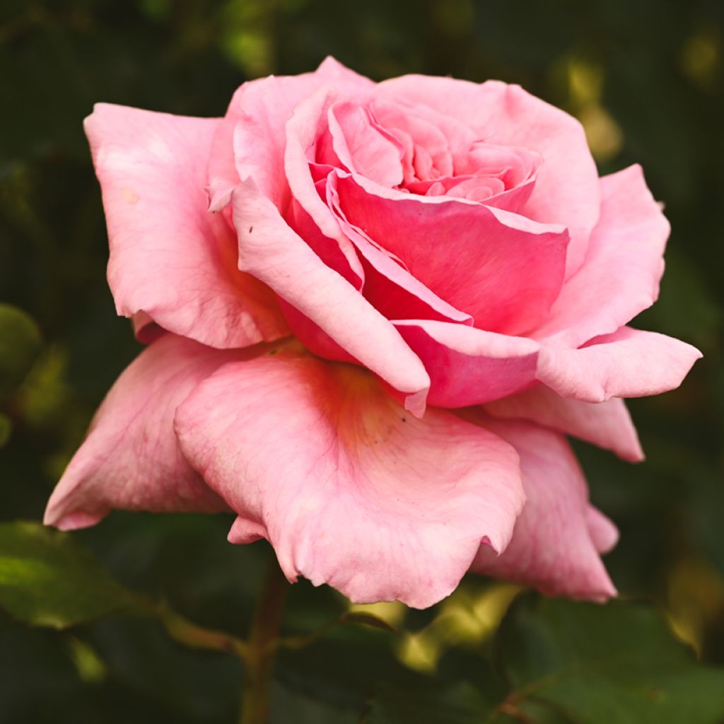 Rosier grimpant Aloha de Kordes KORwesrug