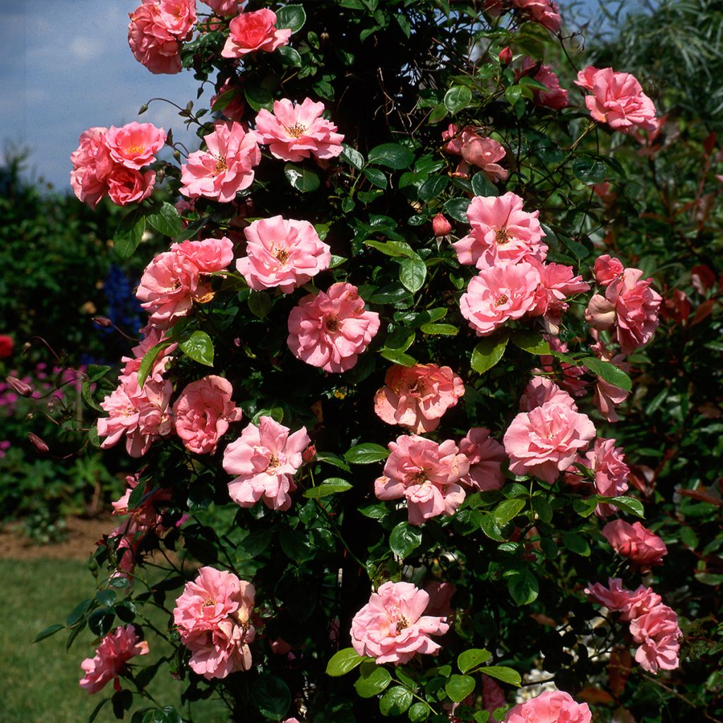 Rosier grimpant Bantry Bay