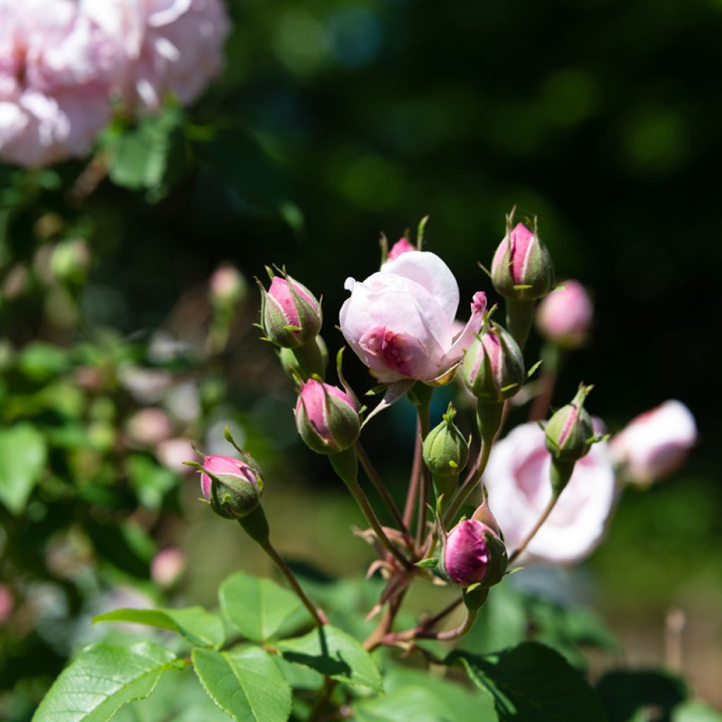 Rosier grimpant Blush Noisette