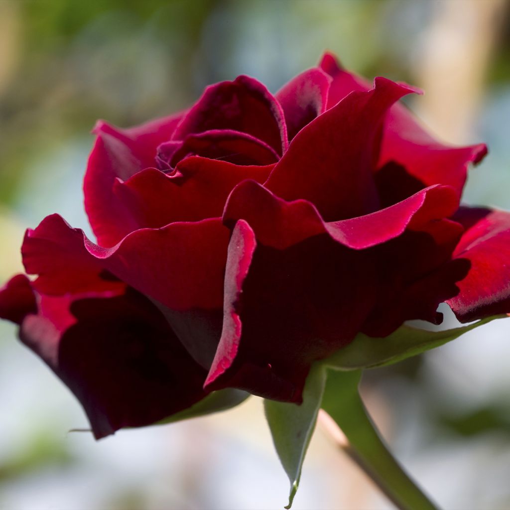 Rosier grimpant Etoile de Hollande