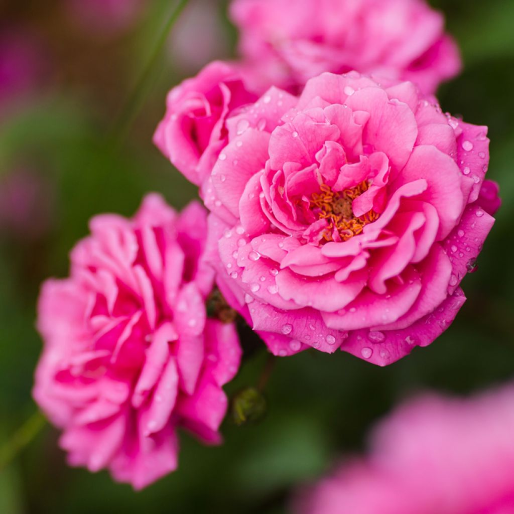 Rosier grimpant Excelsa