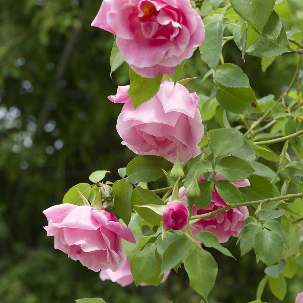 Rosier grimpant Mme Gregoire Staechelin