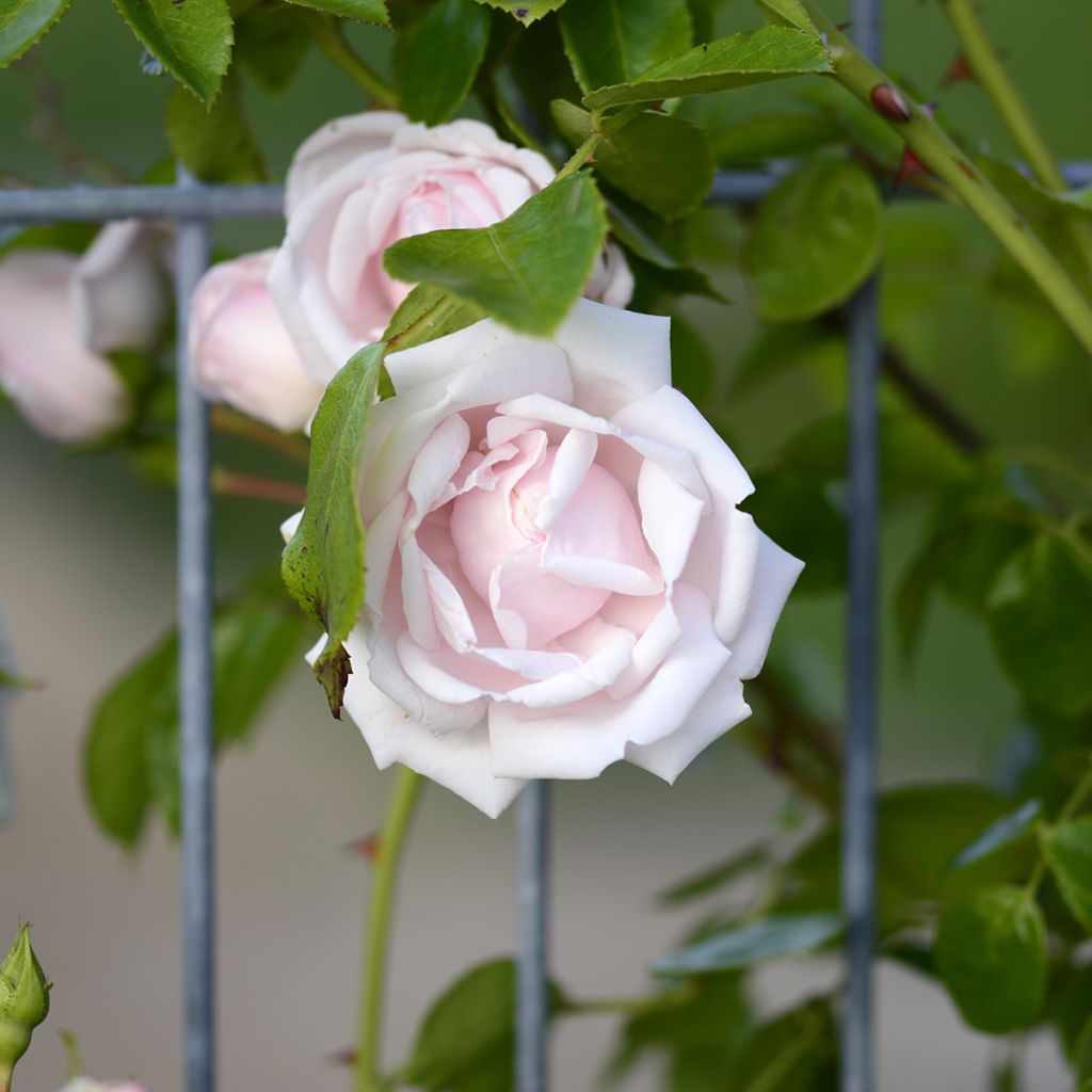 Rosier grimpant New Dawn