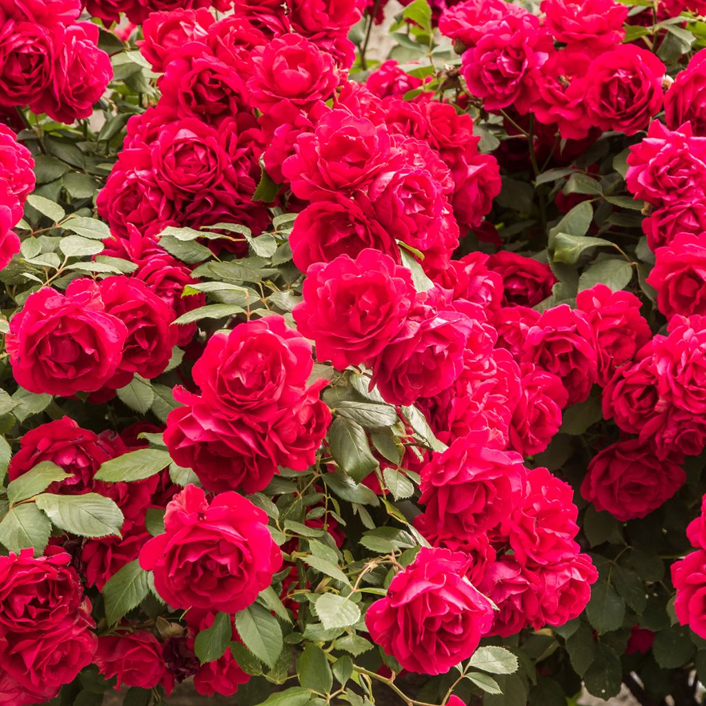 Rosier grimpant Paul's Scarlet Climber