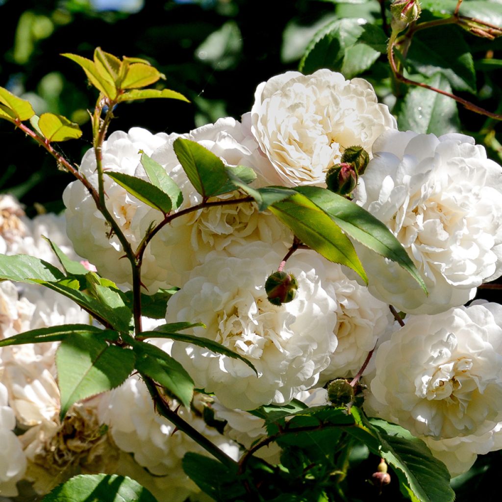 Rosier liane Félicité et Perpétue