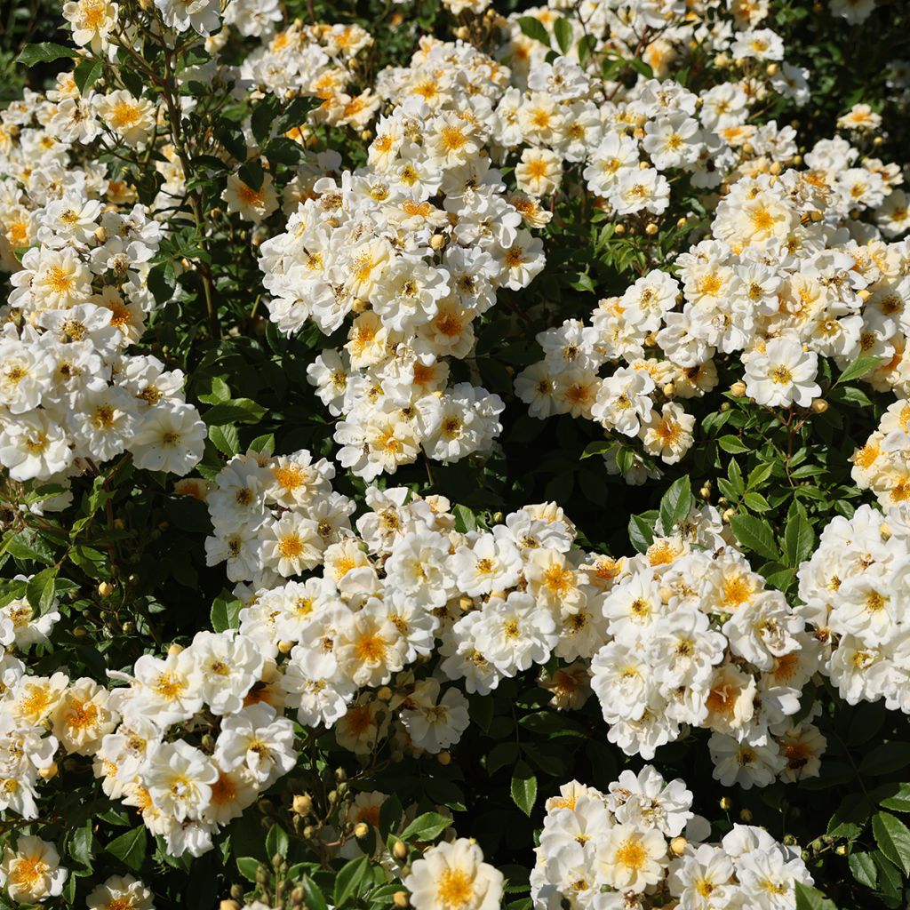 Rosier liane Goldfinch