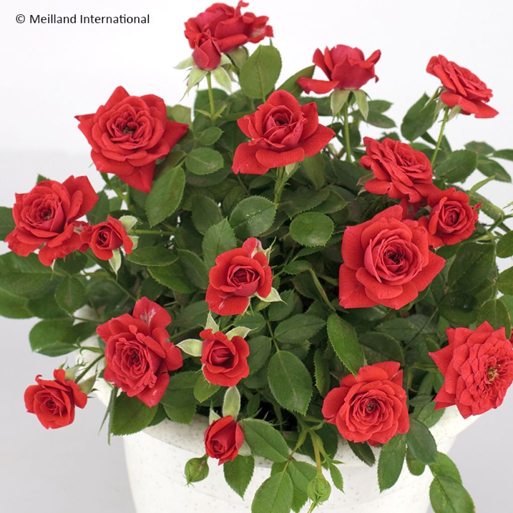 Rosier miniature Baby Baccara