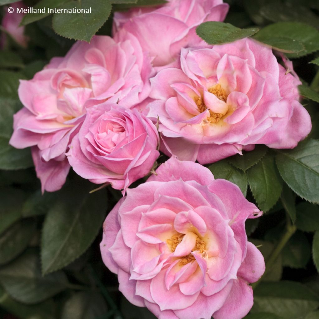 Rosier miniature Belle Symphonie