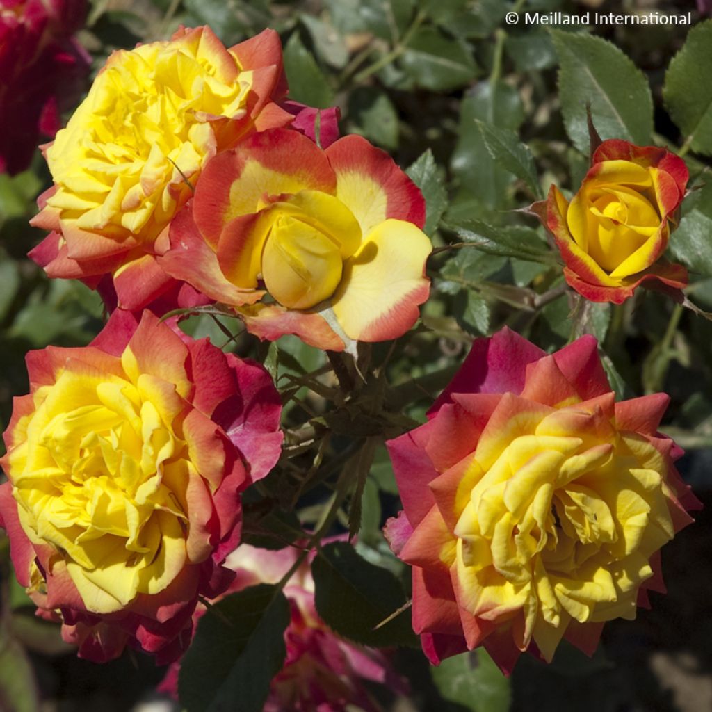 Rosier miniature Flame Meillandina