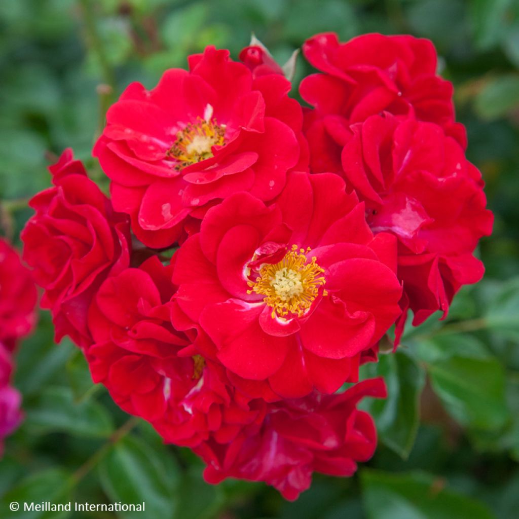 Rosier paysager Hello