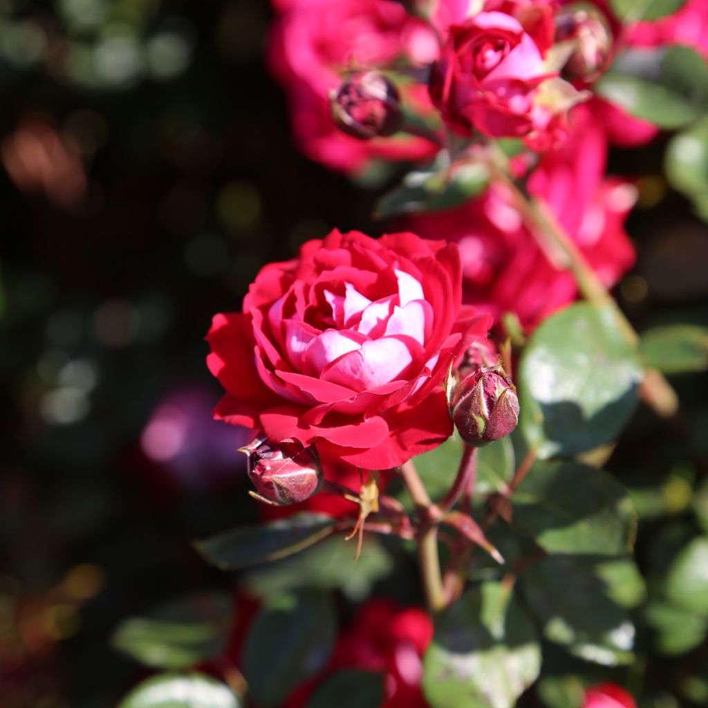 Rosier paysager Street Colors Belle de Grasse 