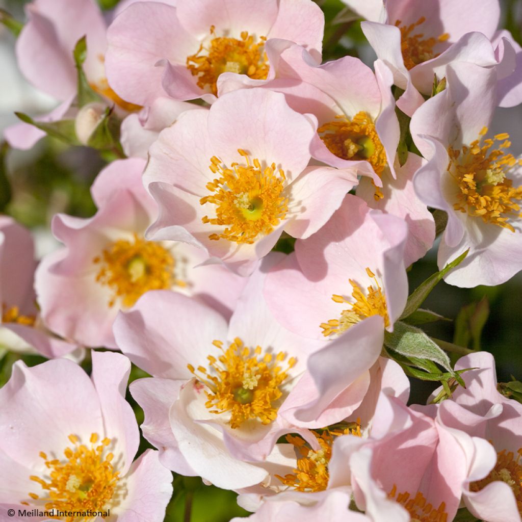 Rosier paysager Street Colors Champs Elysées 