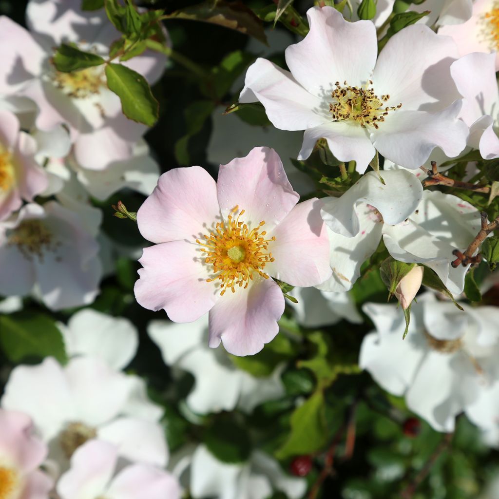 Rosier paysager Street Colors Champs Elysées 