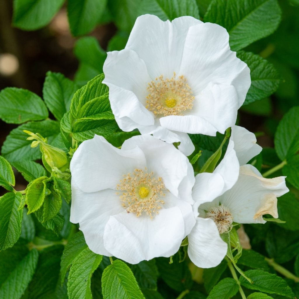 Rosier rugosa Alba