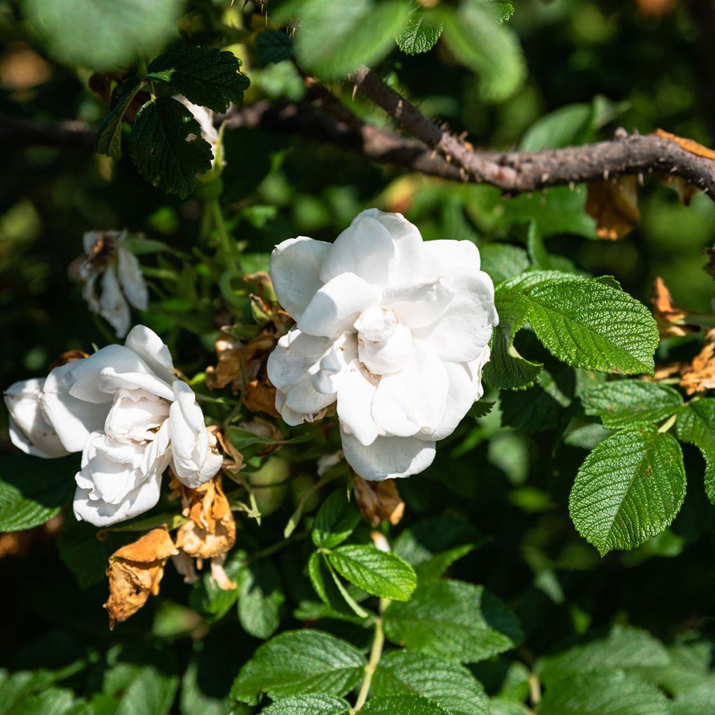 Rosier rugosa Blanc double de Coubert