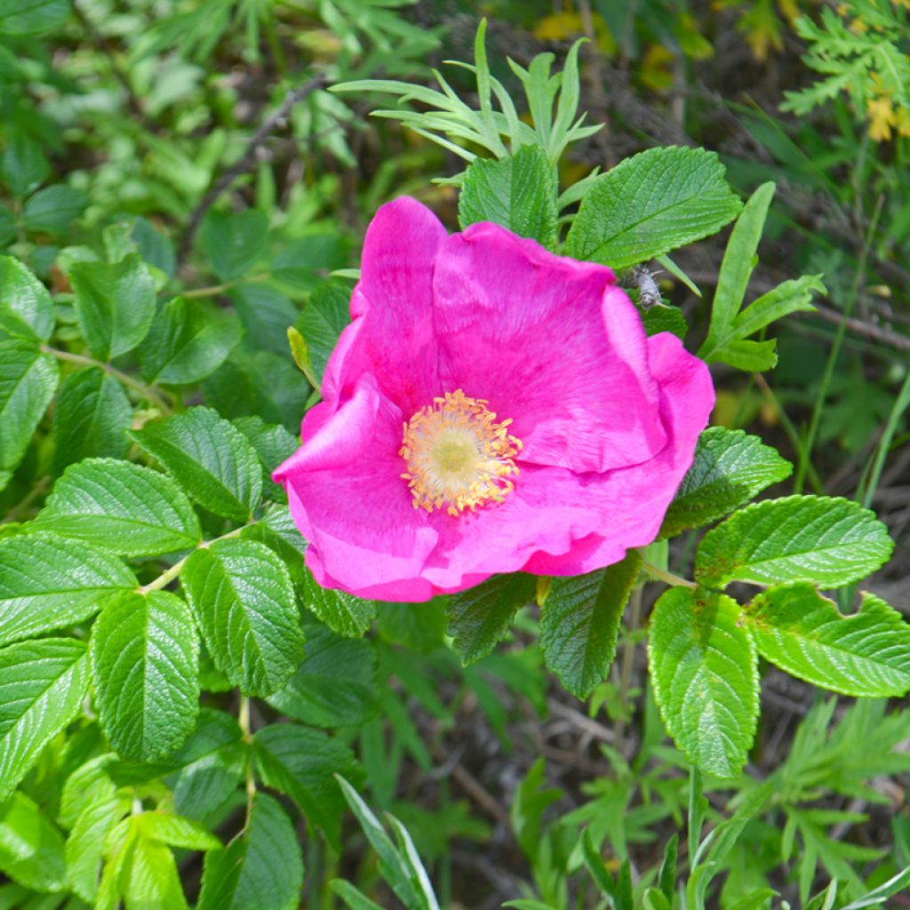 Rosier rugosa Frau Dagmar Hastrup