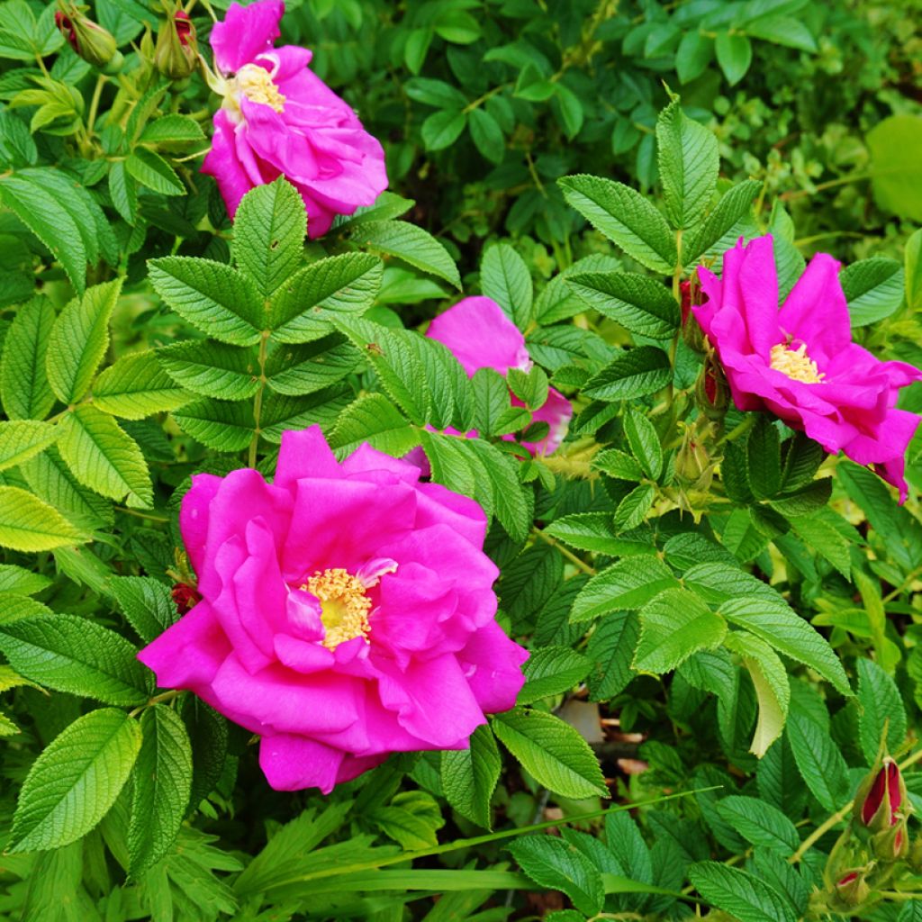 Rosier rugosa Rubra