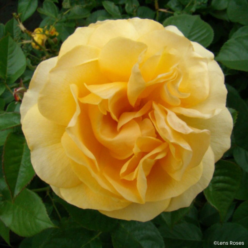 Rosier à fleurs groupées Absolutely Fabulous