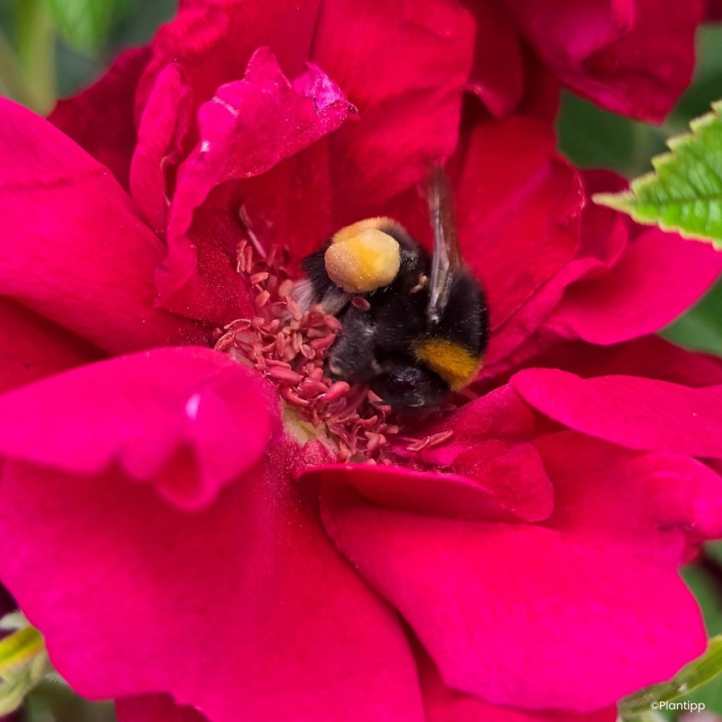 Rosier à fleurs groupées Take it Easy Red 