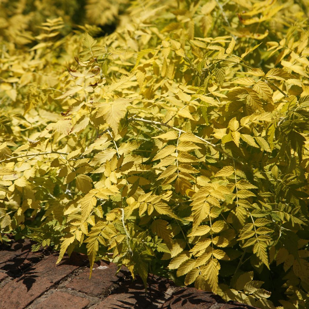Rubus cockburnianus Golden Vale Wyego - Ronce à bois blanc