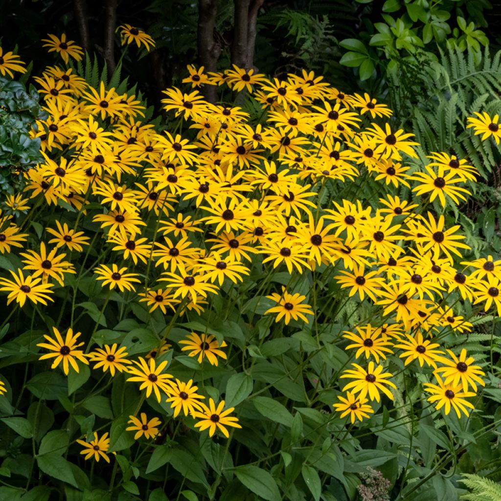 Rudbeckia fulgida Goldsturm - Soleil vivace d'automne