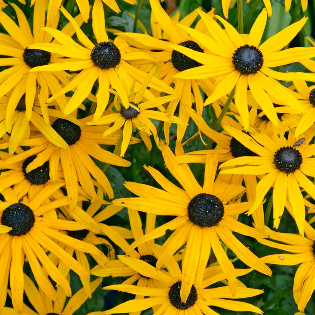 Rudbeckia fulgida Goldsturm - Soleil vivace d'automne