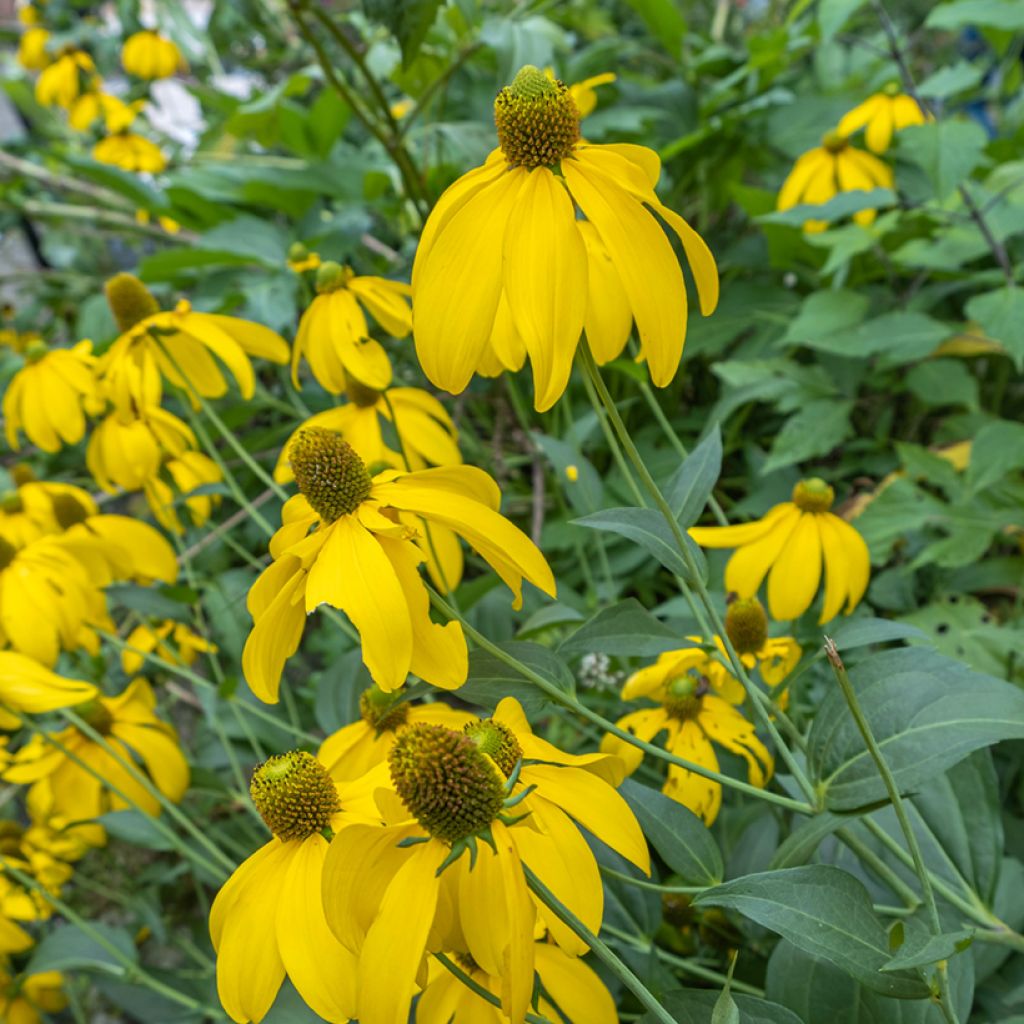 Rudbeckia nitida Herbstsonne - Soleil vivace d'automne