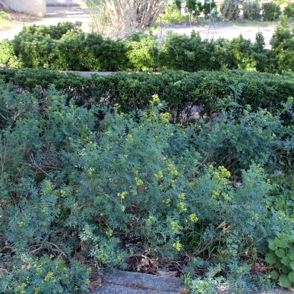 Rue officinale - Ruta graveolens