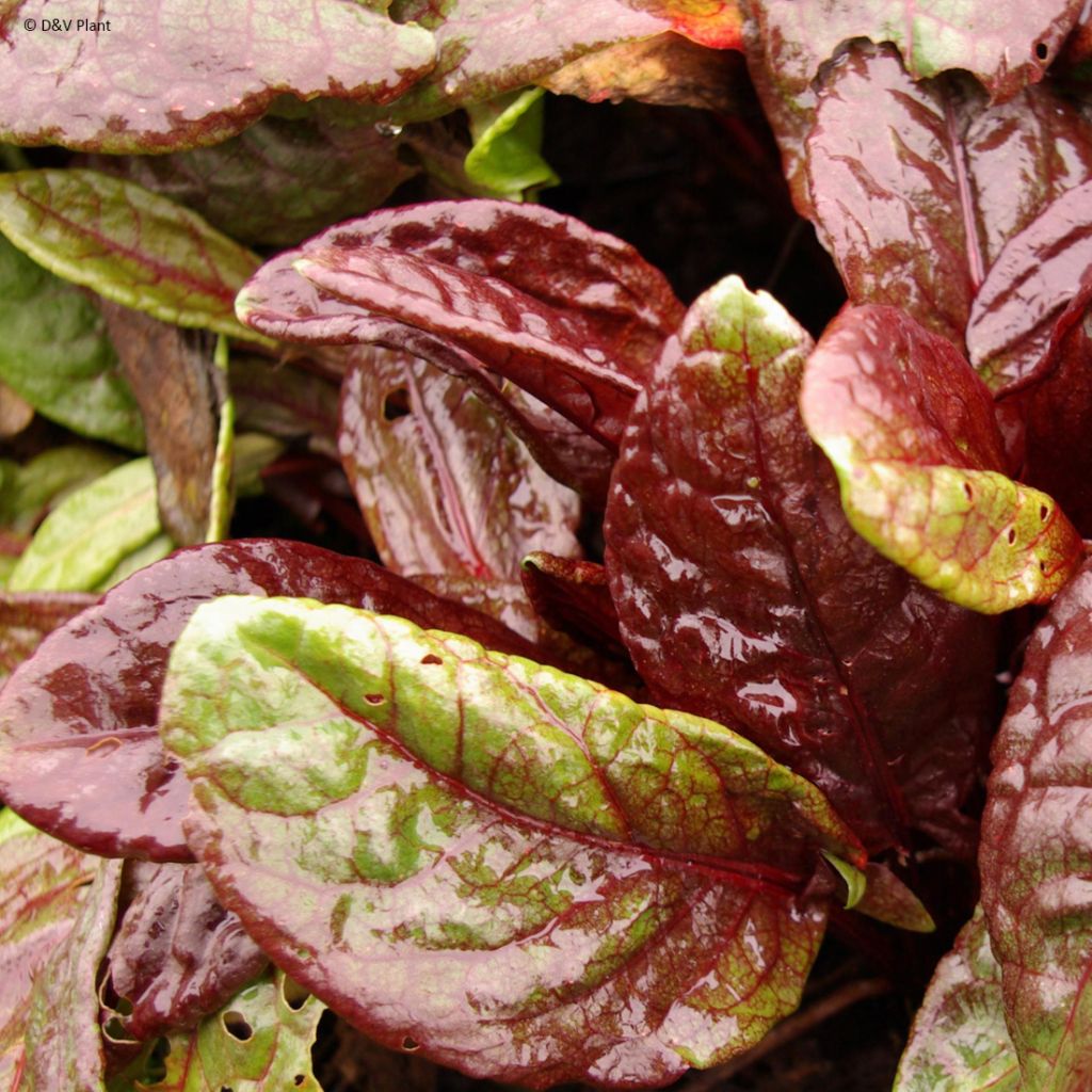 Oseille vierge rouge - Rumex arifolius Ruber
