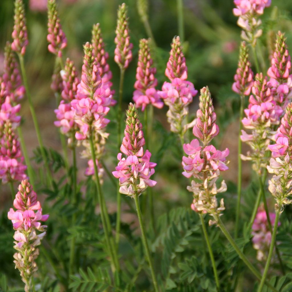 Sainfoin annuel BIO - Engrais vert
