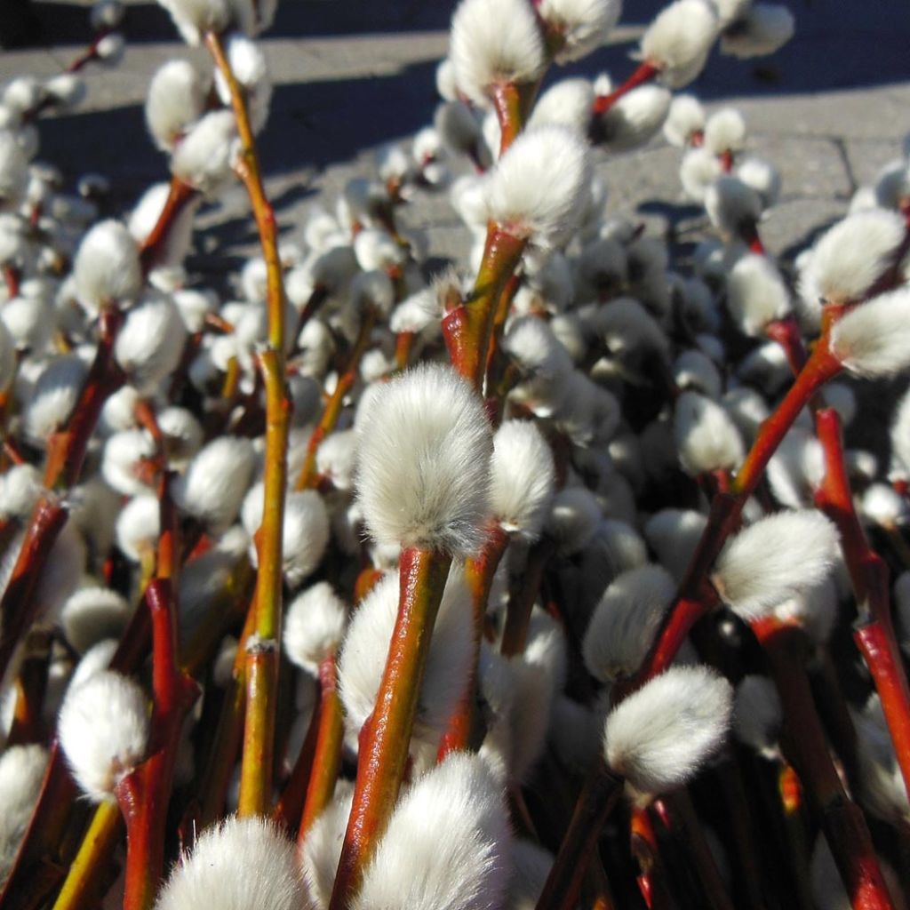 Salix caprea - Saule marsault