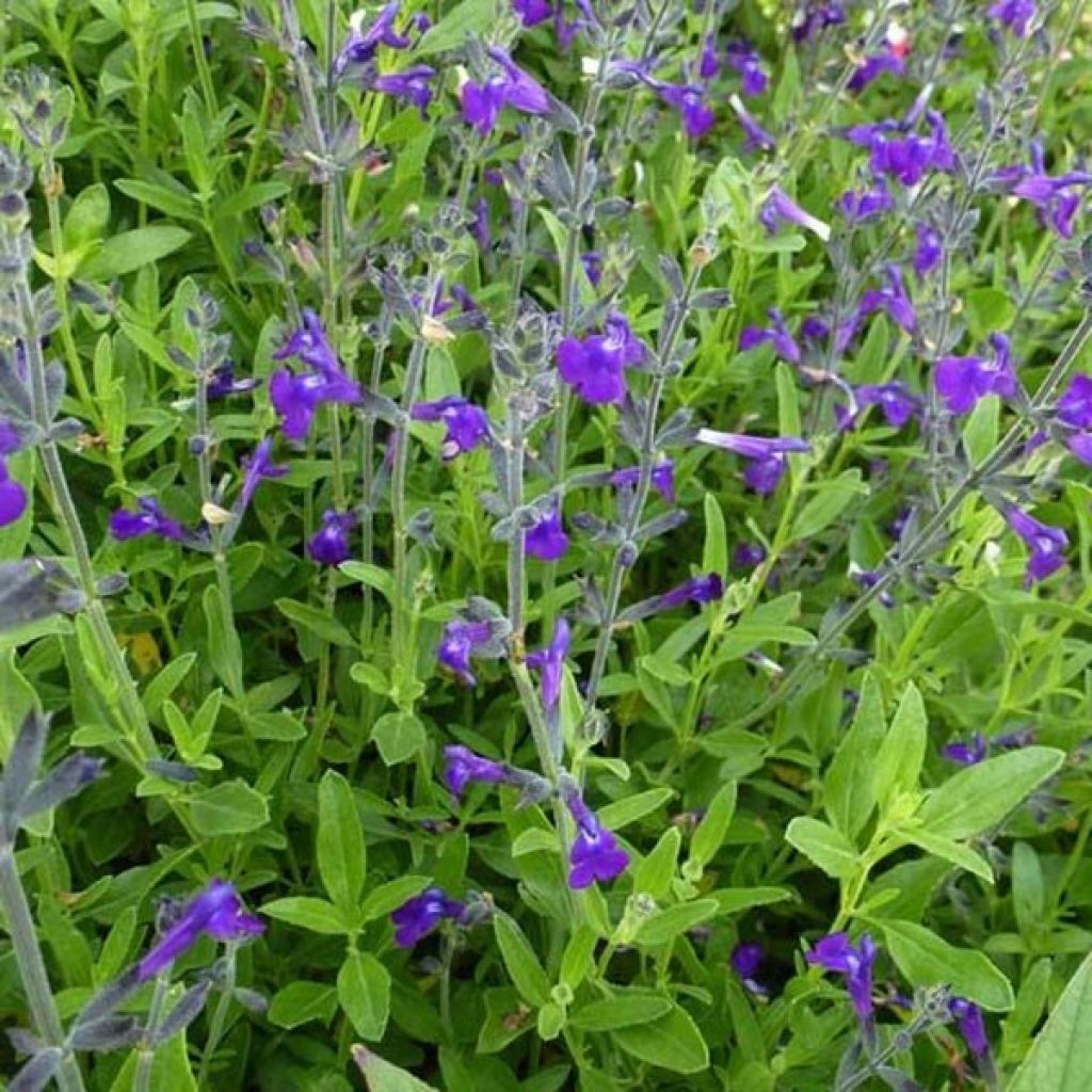 Sauge de Coahuila - Salvia coahuilensis