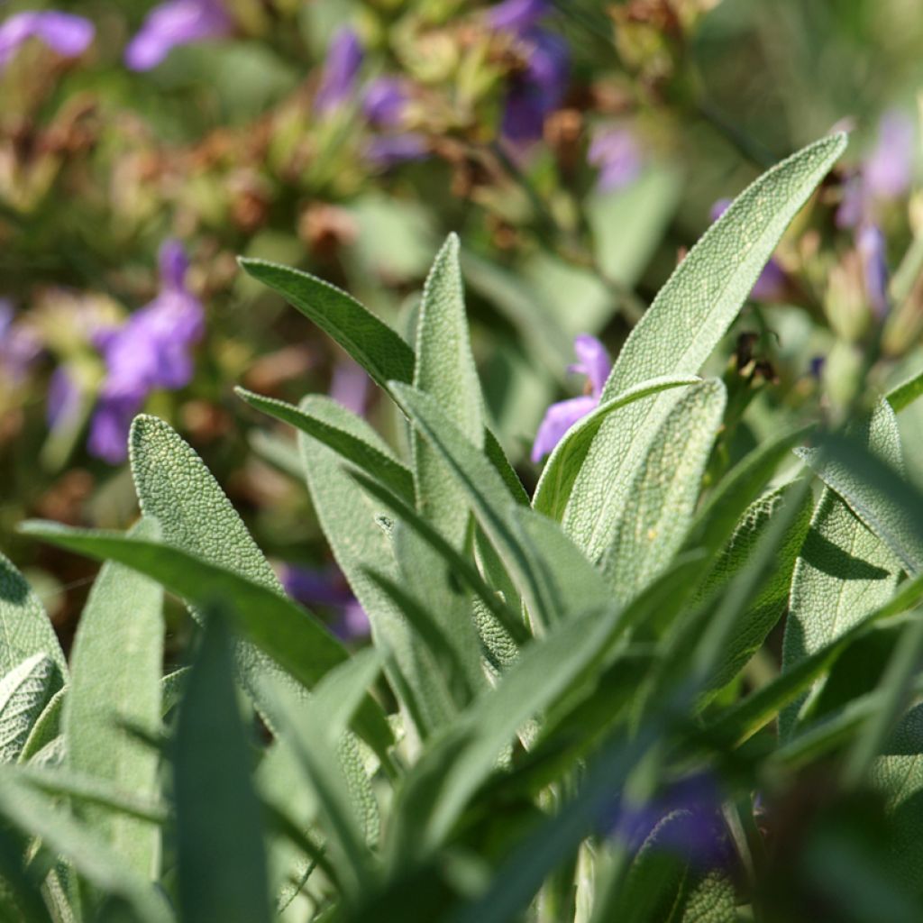Salvia lavandulifolia - Sauge à feuilles de lavande