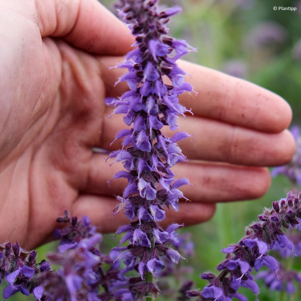 Salvia Feathers Peacock - Sauge hybride