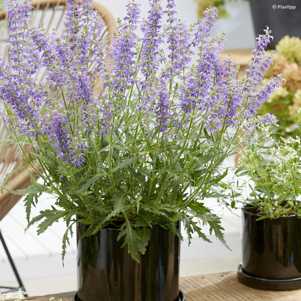 Salvia Feathers Peacock - Sauge hybride