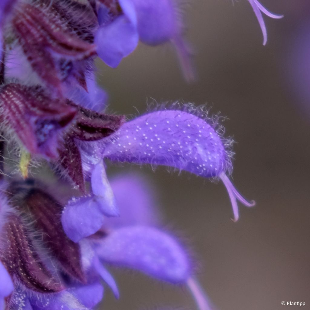 Salvia Feathers Peacock - Sauge hybride