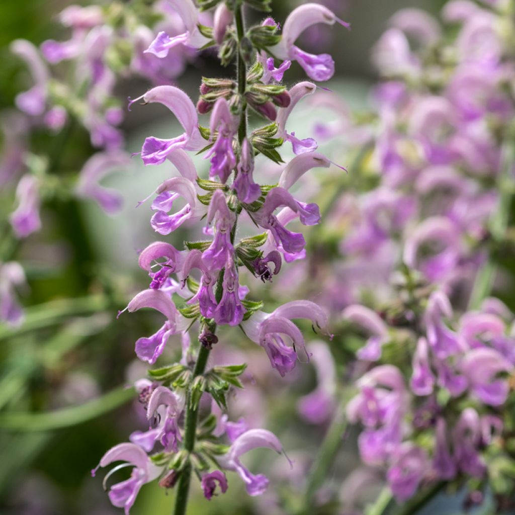 Salvia nemorosa Sensation Rose - Sauge des bois rose clair