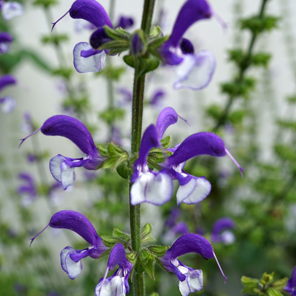 Salvia pratensis Madeline - Sauge des près bicolore
