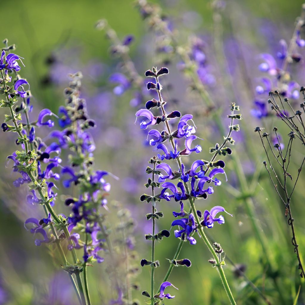 Salvia pratensis - Sauge des prés