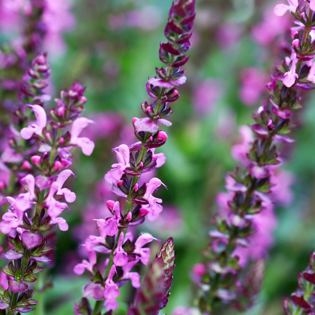 Salvia superba Reine Rose - Sauge des bois