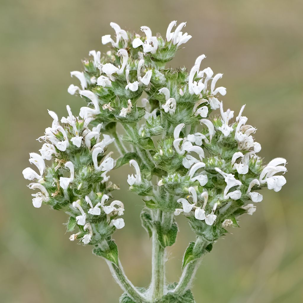 Salvia aethiopis - Sauge d'Ethiopie