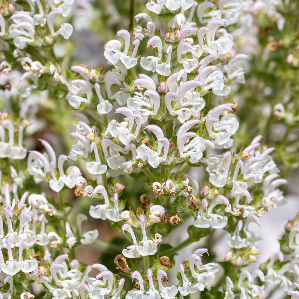 Salvia aethiopis - Sauge d'Ethiopie