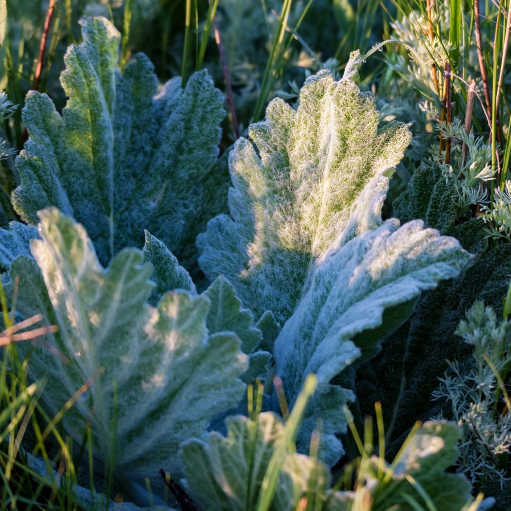 Salvia aethiopis - Sauge d'Ethiopie