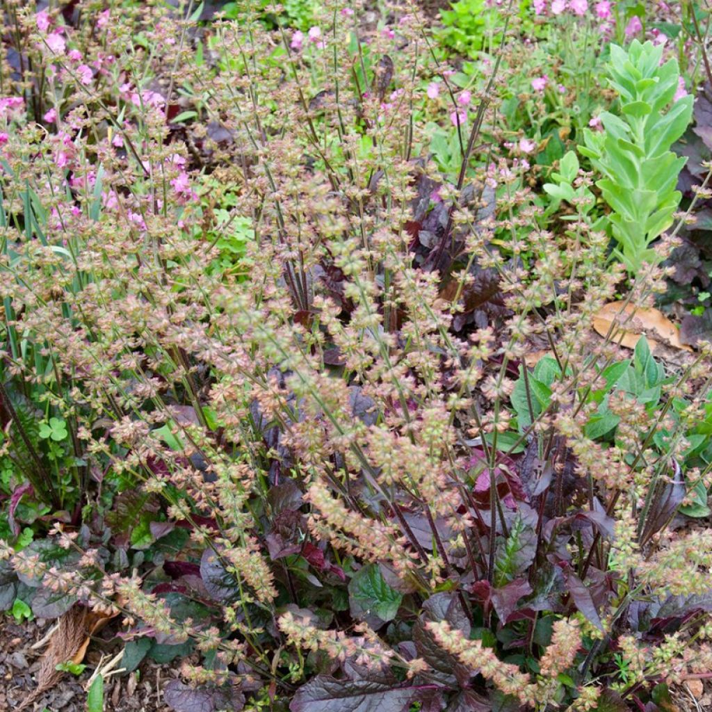 Sauge, Salvia lyrata Purple Knockout