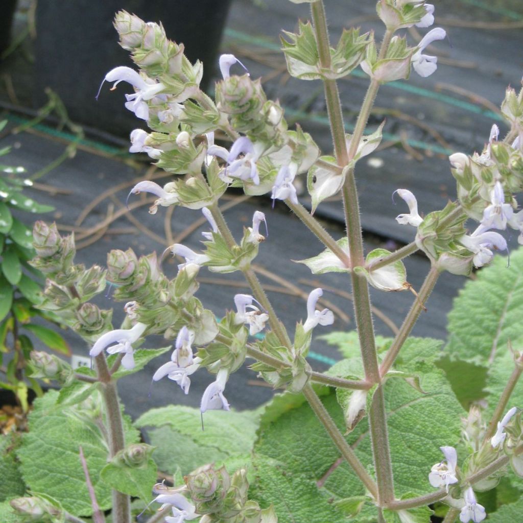 Salvia moorcroftiana - Sauge de Moorcroft