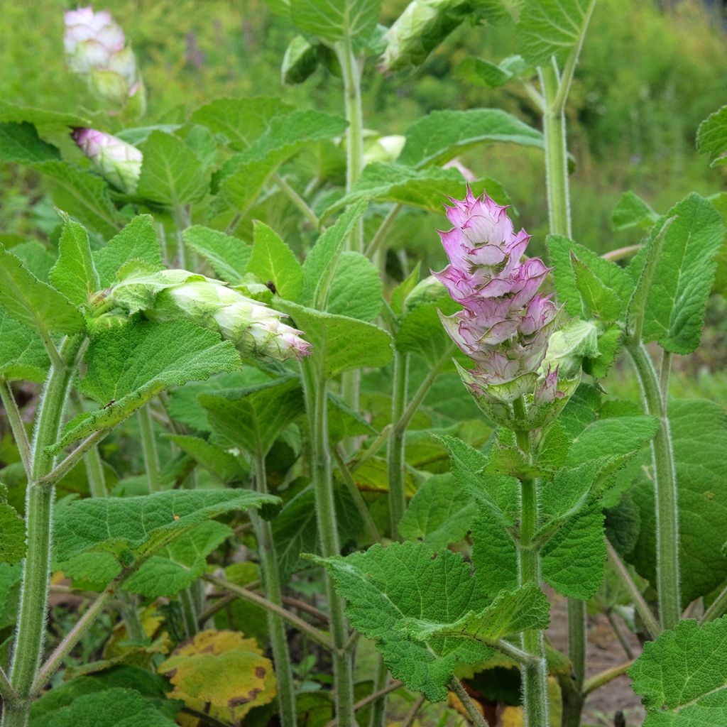 Graines de Salvia sclarea var. turkestanica - Sauge sclarée