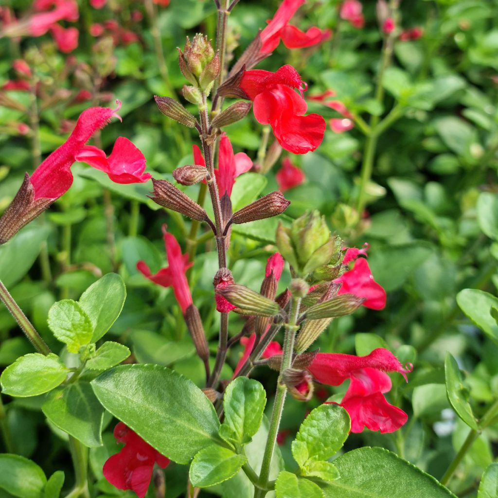 Sauge arbustive Flammenn ® - Salvia jamensis