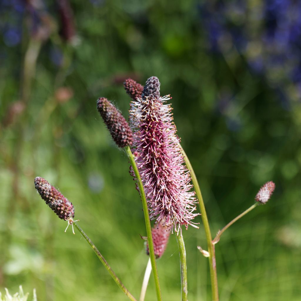 Sanguisorba menziesii - Sanguisorbe rouge