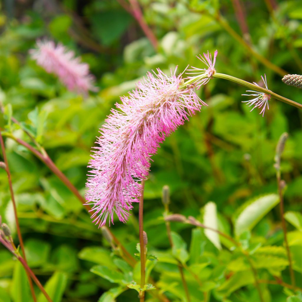 Sanguisorba menziesii - Sanguisorbe rouge