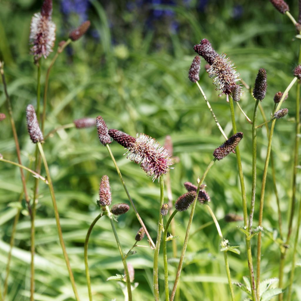 Sanguisorba menziesii - Sanguisorbe rouge